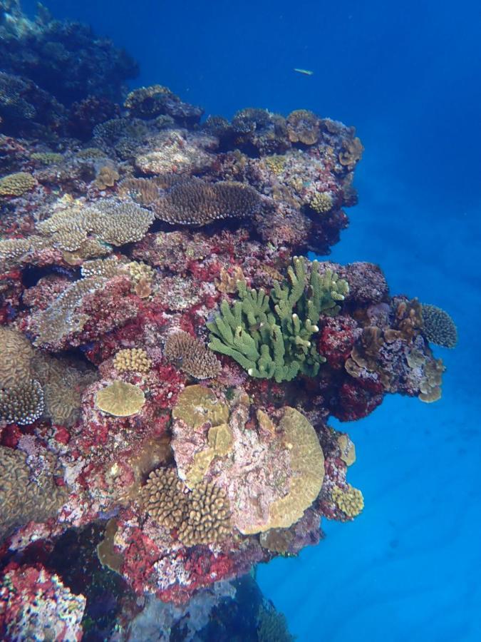 Fiji Lodge Vosa Ni Ua Savusavu Esterno foto